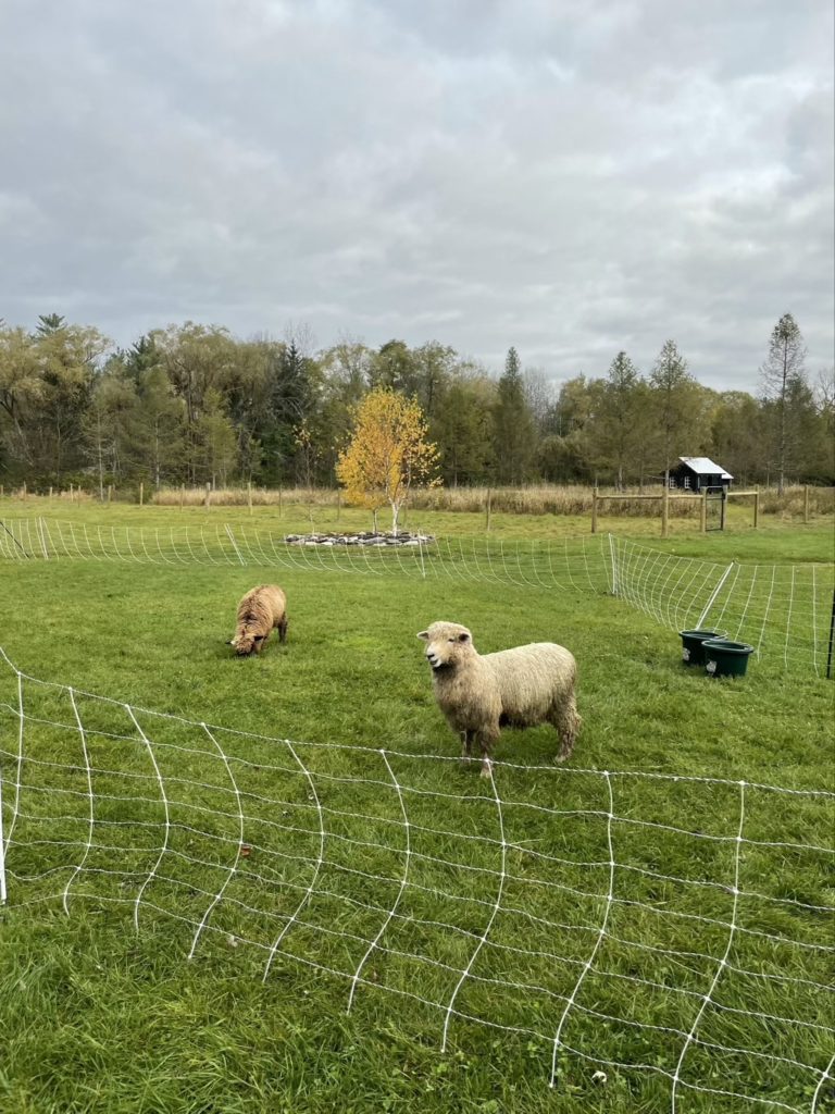 Sheep in electric netting fencing