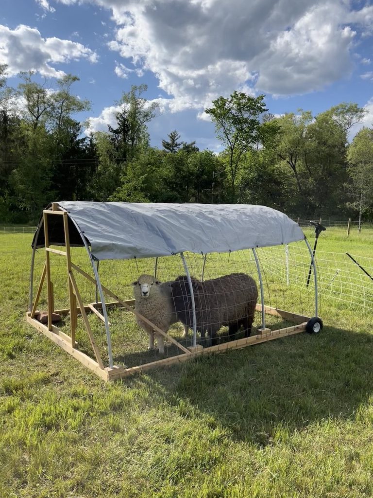 happy sheep in a mobile sheep shelter