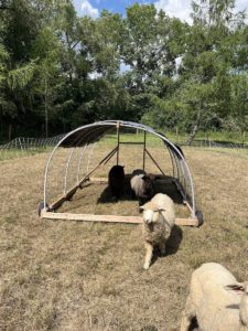 How to Build a Mobile Sheep Shelter » Tree Farm Design Co.