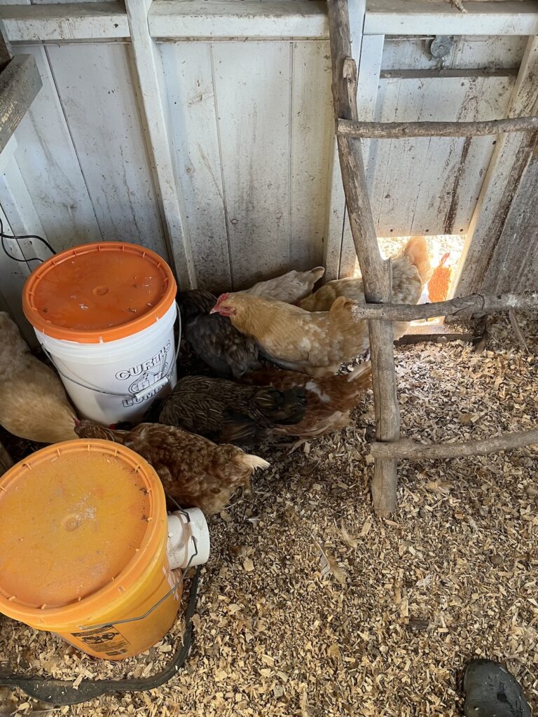 Chickens and their five gallon diy chicken feeder and five gallon heated chicken waterer.