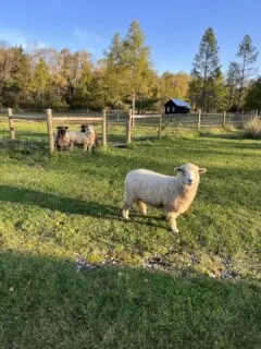Escaped sheep in the yard
