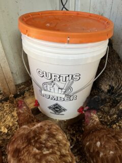 DIY Heated Chicken Waterer with hens