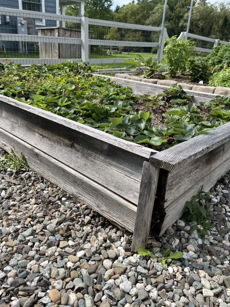 All About Raised-Bed Gardens - This Old House