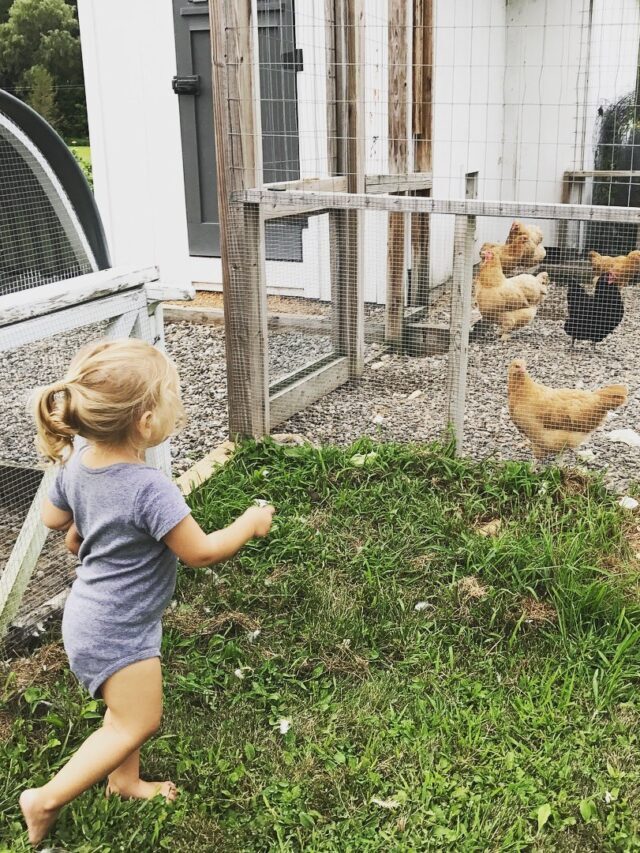 Chickens Love Buckets