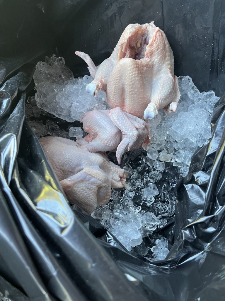 Chickens on ice