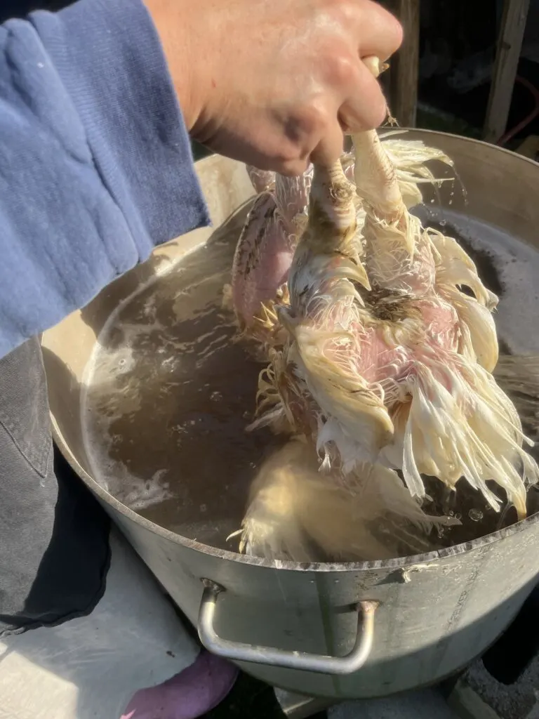Dipping chickens in the dunker