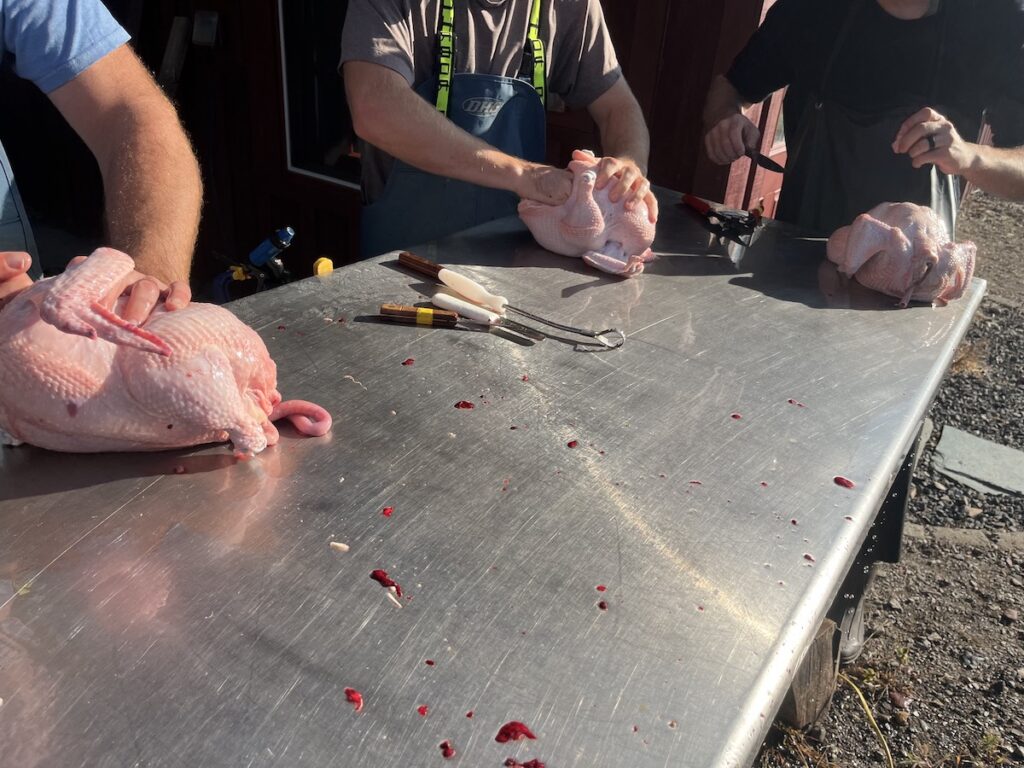 Chicken butchering removing internals