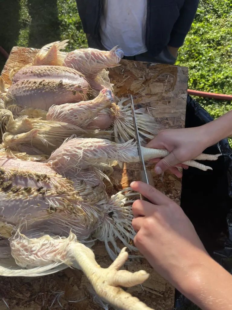 Removing chicken feet before plucking